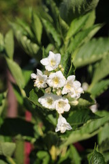 apple tree blossom in the garden