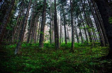 Fototapeta na wymiar Green forest in the summer. Beautifull woods outdoor background. Mystery spooky green nature enviroment. Natural background.