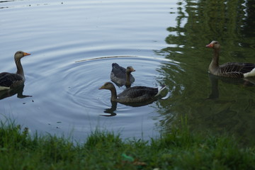 ducks on the lake