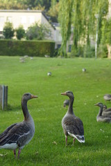 geese in the park