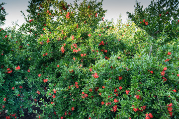 Red pomegranate flowers, tree and green leaves, in the nature