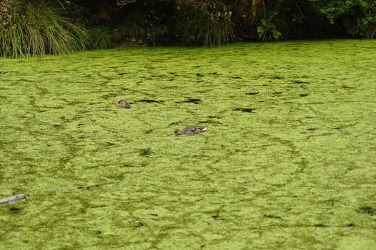 Duck in ponda