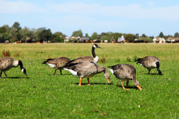 Geeses in the field