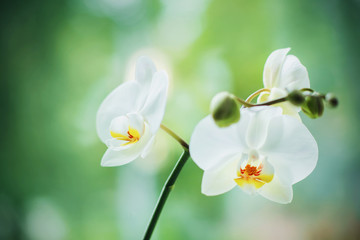 The flower of a beautiful white elegant and fragrant Orchid that blooms on a thin stem. Houseplant. Care of the flower.