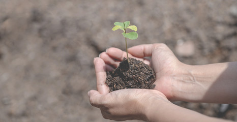 Young plants and the soil in farmer's hands holding  is ready to plant concept eco earth day