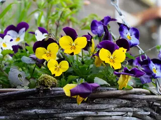 Foto op Canvas close up of small pansy flowers growing in a wicker hanging basket © chris
