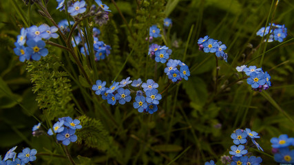 forget me not