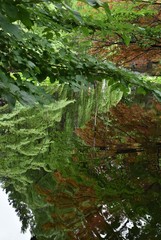 The mirroring forest on the water reflection in Sapporo Japan