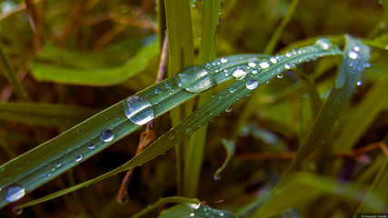 morning dew on a grass