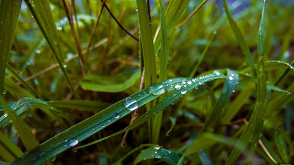 caterpillar on the grass