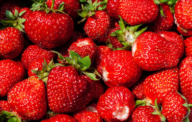 Juicy beautiful red freshly picked strawberries. Food background. Many natural strawberries close-up, top view. Macro shot of strawberry texture. Healthy and wholesome food. Wallpaper for windows