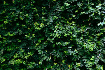 Obraz premium Green leaves texture background - Natural green plant wall or small leaf in the forest