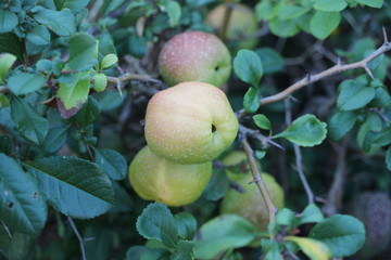 apples on tree with leaves
