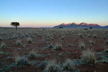 Red sand, grassy knolls and a lone came thorn tree on the endless Namtib flats with the Tiras mountains in the distance