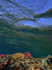 coral reef in Egypt, Makadi Bay