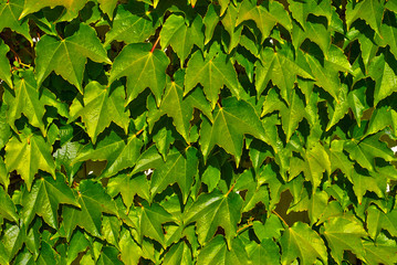 Fototapeta na wymiar Shrub leaves on a concrete wall background. The texture of the fence covered with greenery.