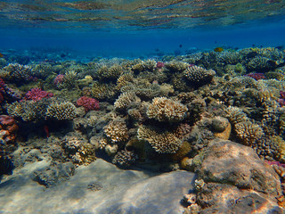 coral reef in Egypt, Makadi Bay