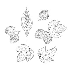 Malt, barley, wheat ear and hop plant with leaves on branch sketches. Engraving style. Vintage Beer ingredients. Vector isolated illustration.