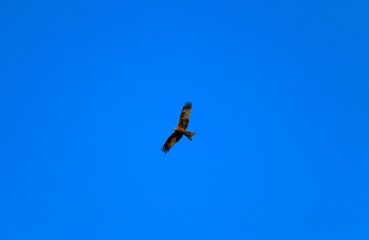  young strong falcon soars, spreading its large wings, in  clear sky before hunting. bird of prey ...