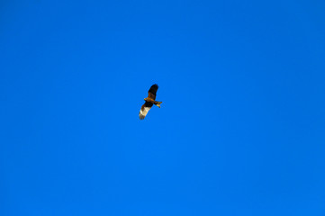  young strong falcon soars, spreading its large wings, in  clear sky before hunting. bird of prey  hawk hunter flies in the bright blue sky in search of prey.