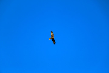  young strong falcon soars, spreading its large wings, in  clear sky before hunting. bird of prey  hawk hunter flies in the bright blue sky in search of prey.