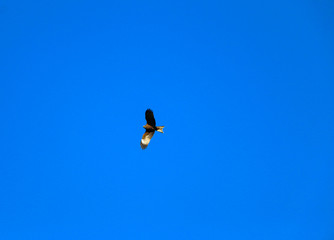 Fototapeta na wymiar young strong falcon soars, spreading its large wings, in clear sky before hunting. bird of prey hawk hunter flies in the bright blue sky in search of prey.