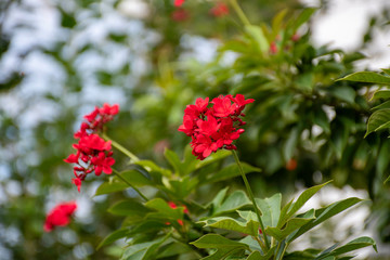 red flowers of cotton leaved jatropha or peregrina or spicy jatropha tree. scientific name is  Jatropha integerrima in euphorbiaceae family 