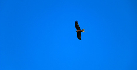  young strong falcon soars, spreading its large wings, in  clear sky before hunting. bird of prey  hawk hunter flies in the bright blue sky in search of prey.