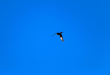  young strong falcon soars, spreading its large wings, in  clear sky before hunting. bird of prey  hawk hunter flies in the bright blue sky in search of prey.