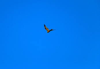  young strong falcon soars, spreading its large wings, in  clear sky before hunting. bird of prey  hawk hunter flies in the bright blue sky in search of prey.