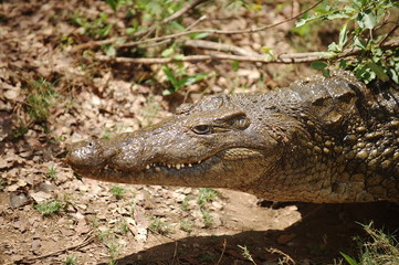 Zambia. Africa. Crocodile on the river bank.