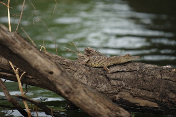 Zambia. Africa. Crocodile on the river bank.