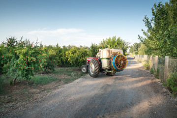 Garden spraying. Pomegranate tree garden spraying insecticide with a tractor. Pest control.