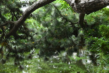 Naklejka premium The water reflection under the old big pine trees in Sapporo Japan