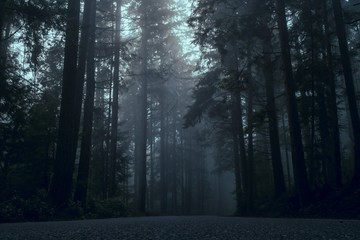 fog in the forest