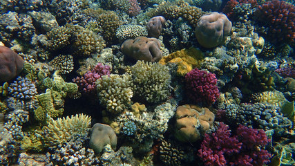 coral reef in Egypt, Makadi Bay
