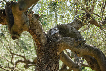 Unripe olives in August.