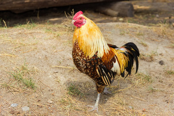 Speckled brown rooster on the farm yard