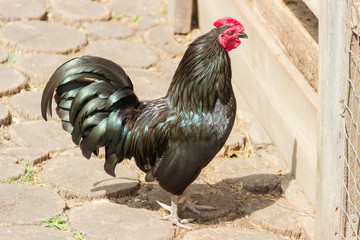 Black rooster on the courtyard