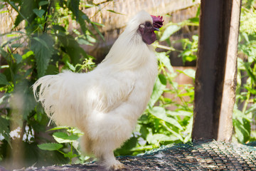 White decorative rooster on the farm yard