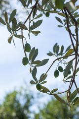 Unripe olives in August.