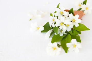Fototapeta na wymiar white flowers jasmine local flora of asia in cone arrangement flat lay postcard style on background white wooden