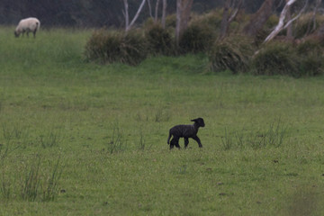 Fototapeta na wymiar Black lamb trots through light rain in Tasmania