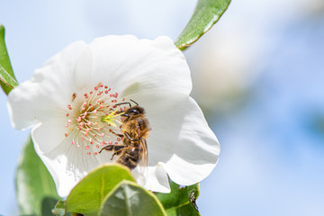 bee on a flower