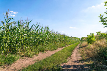 Fototapeta na wymiar Dirt road and summer cornfield 