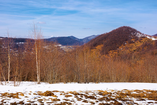 springtime in mountain landscape. leafless birch trees and snow on the meadow. ridge in the distance. sunny weather with high clouds on the blue sky