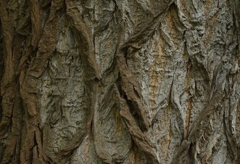 The beautiful wood skin patterns in Sapporo Japan