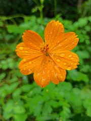 orange flower on green background