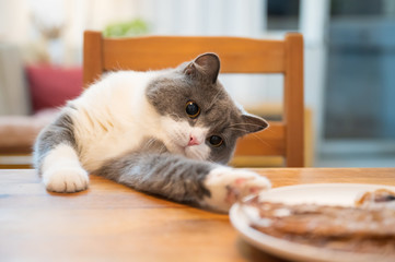 Fototapeta na wymiar British shorthair cat scratching food on the table
