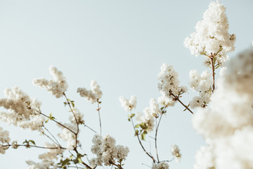 Blooming white lilac flowers bush. Natural summer floral composition